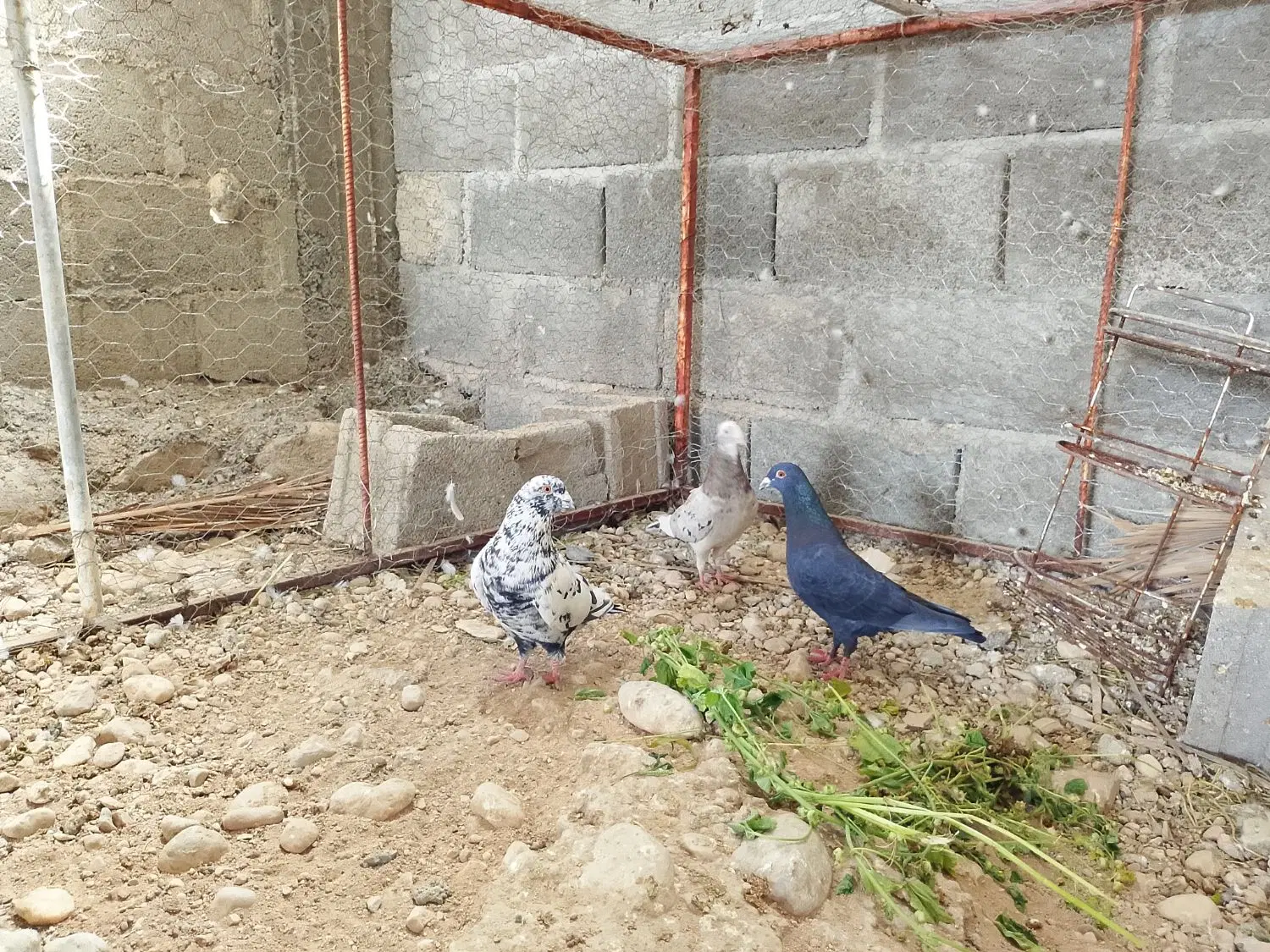 کفتر|پرنده|گله دار, |دیوار