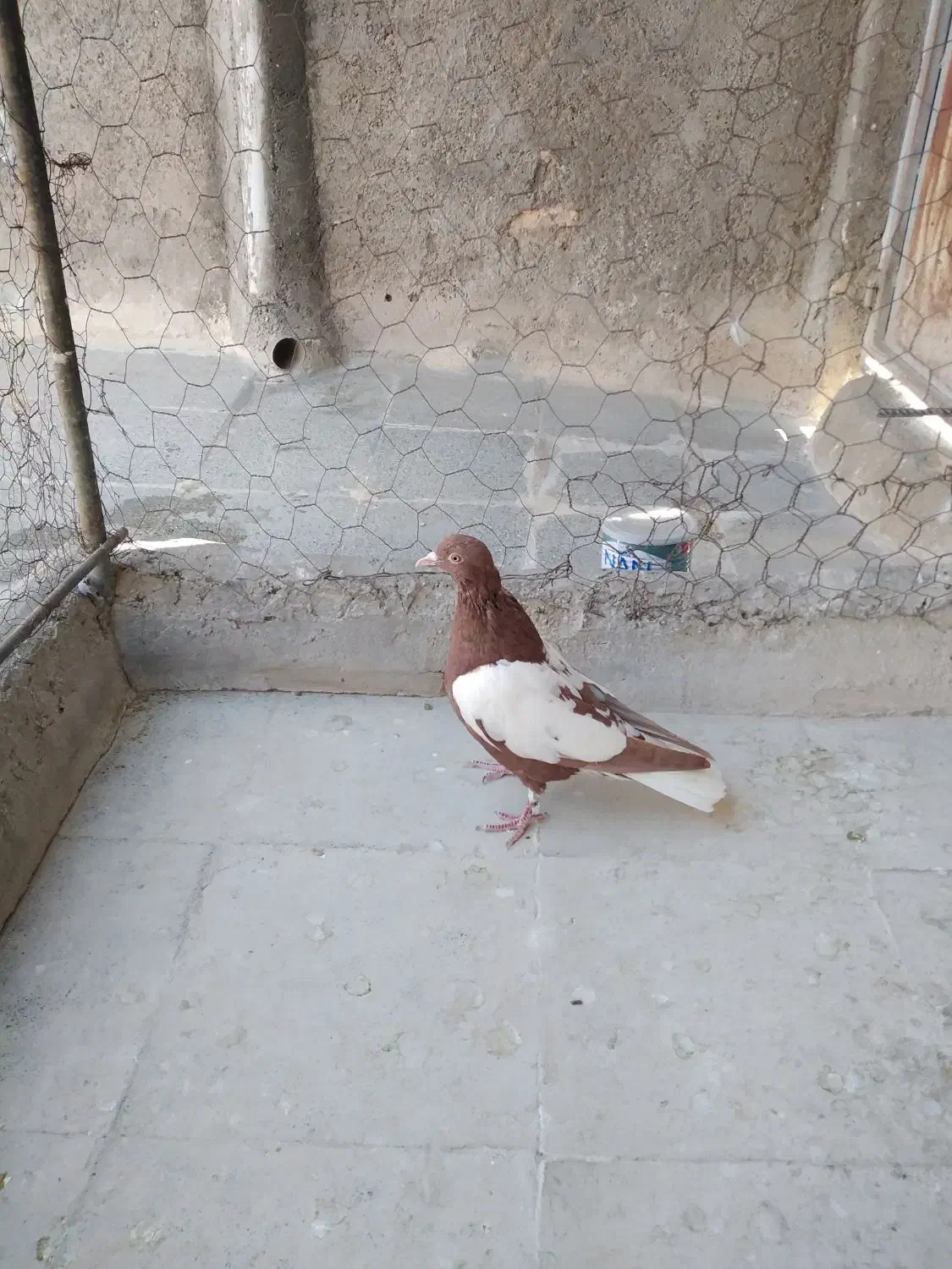 کفتر پرشی|پرنده|سبزوار, قصبه غربی|دیوار