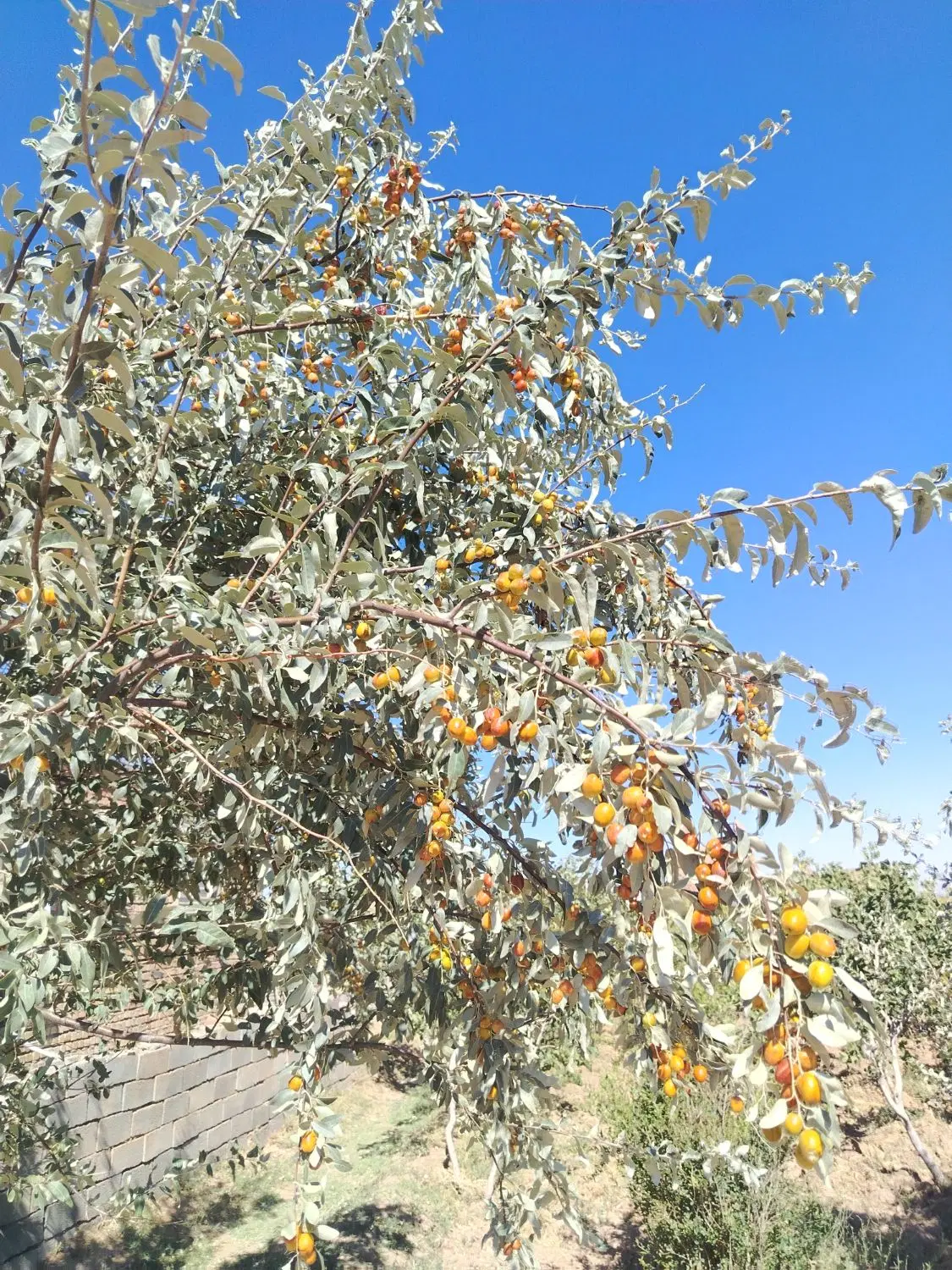 سنجد|خوردنی و آشامیدنی|میان جلگه, |دیوار