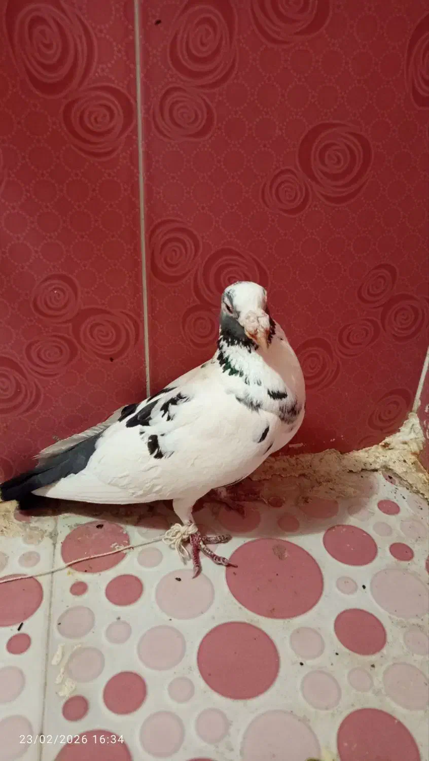 کبوتر|پرنده|سنندج, |دیوار