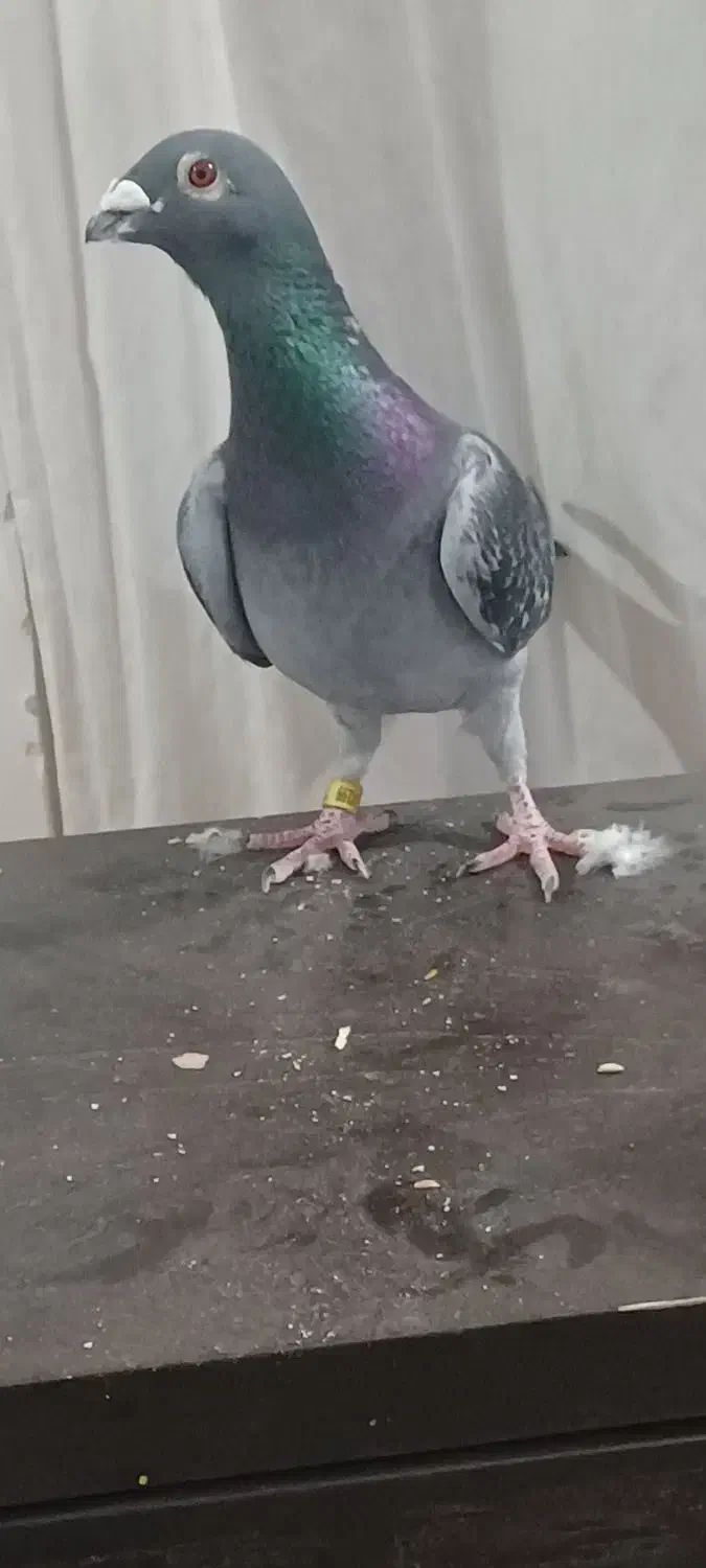 دوبر|پرنده|اردبیل, |دیوار