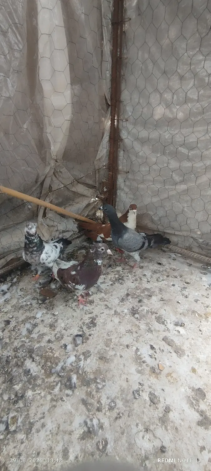 کفتر|پرنده|علی‌آباد کتول, |دیوار