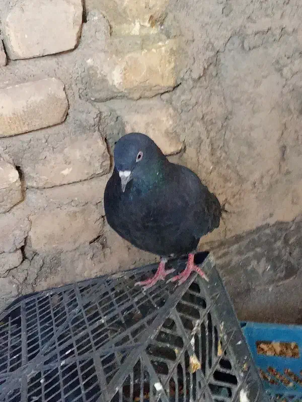 کبوتر|پرنده|حمیدیا, |دیوار