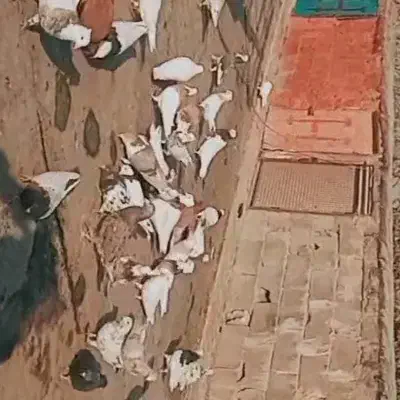 کبوتر|حیوانات|ملارد, |دیوار