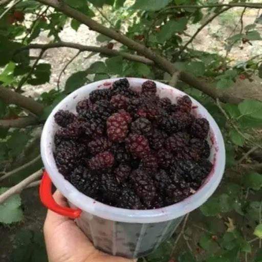 شاتوت|خوردنی و آشامیدنی|شازند, |دیوار