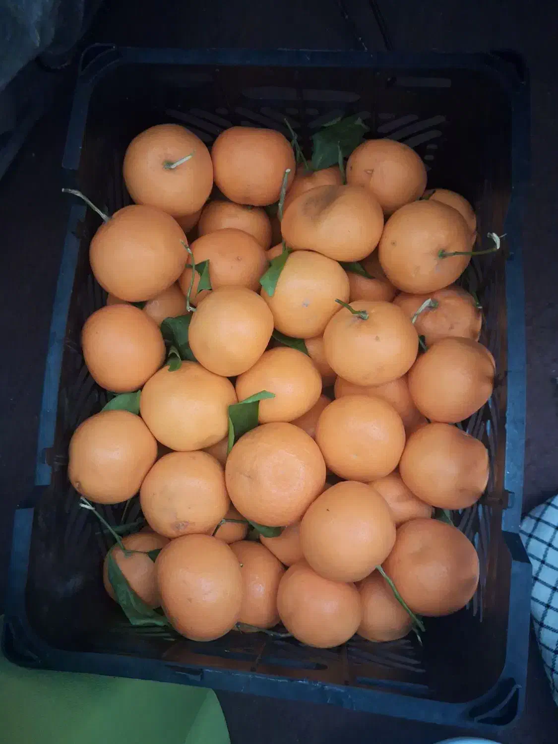 نارنگی|حراج|برازجان, |دیوار