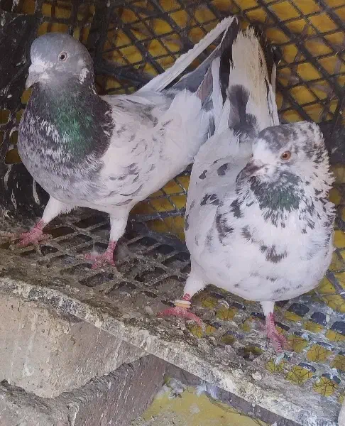 کبوتر|پرنده|خرمدره, |دیوار