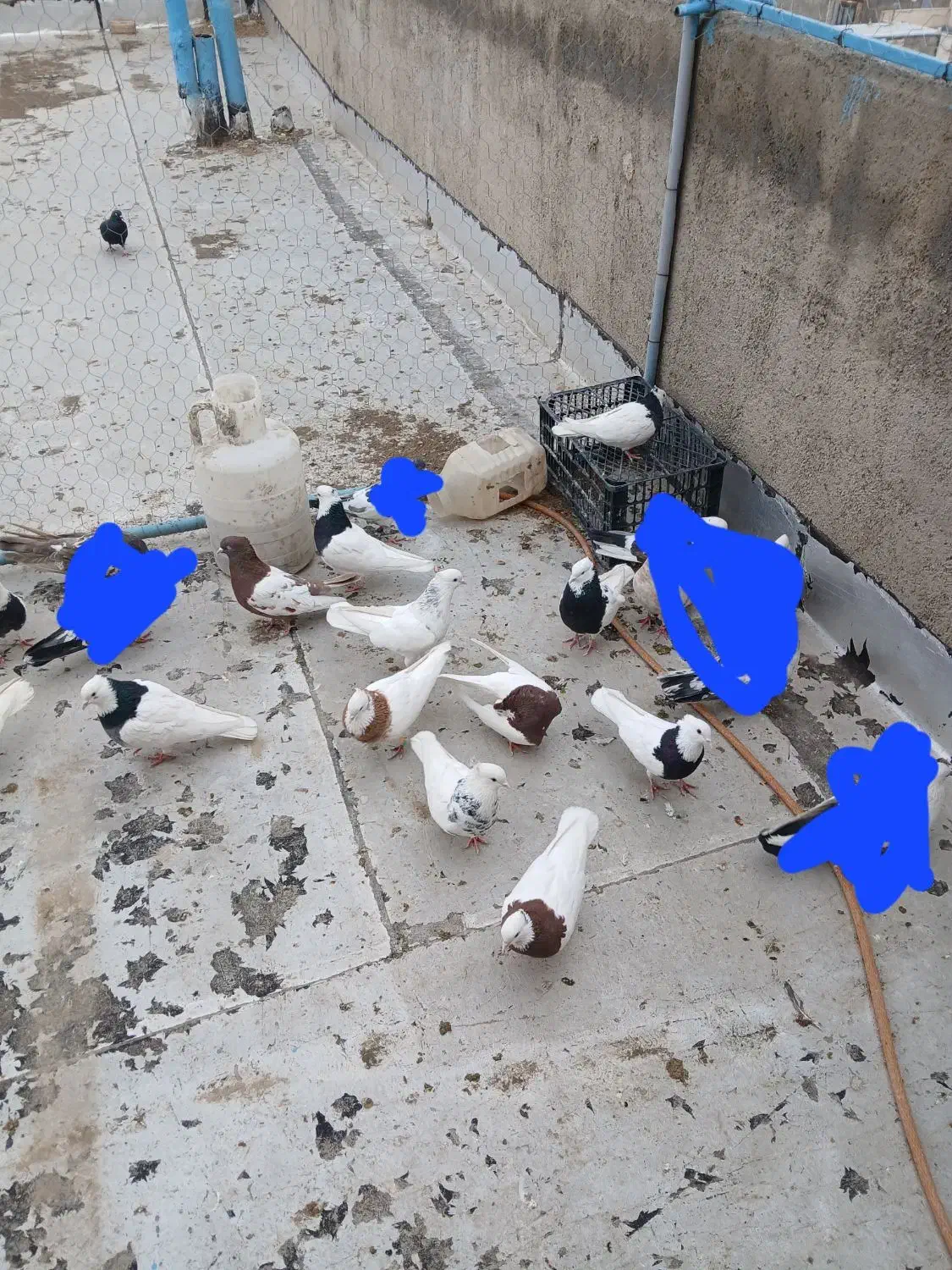 کفتر|پرنده|خرمدره, |دیوار