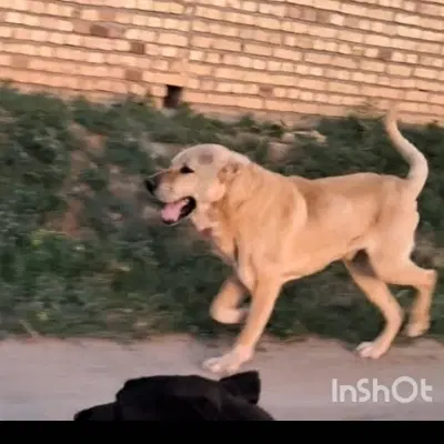 سگ پژدر|سگ|مرند, |دیوار