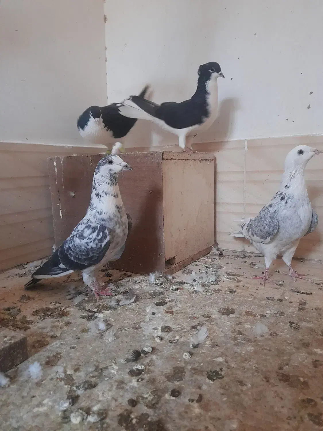 کبوتر|پرنده|خلیل آباد, |دیوار