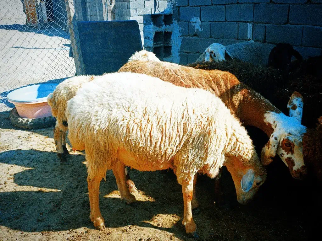 گوسفند|حیوانات مزرعه|کرج, کیانمهر|دیوار