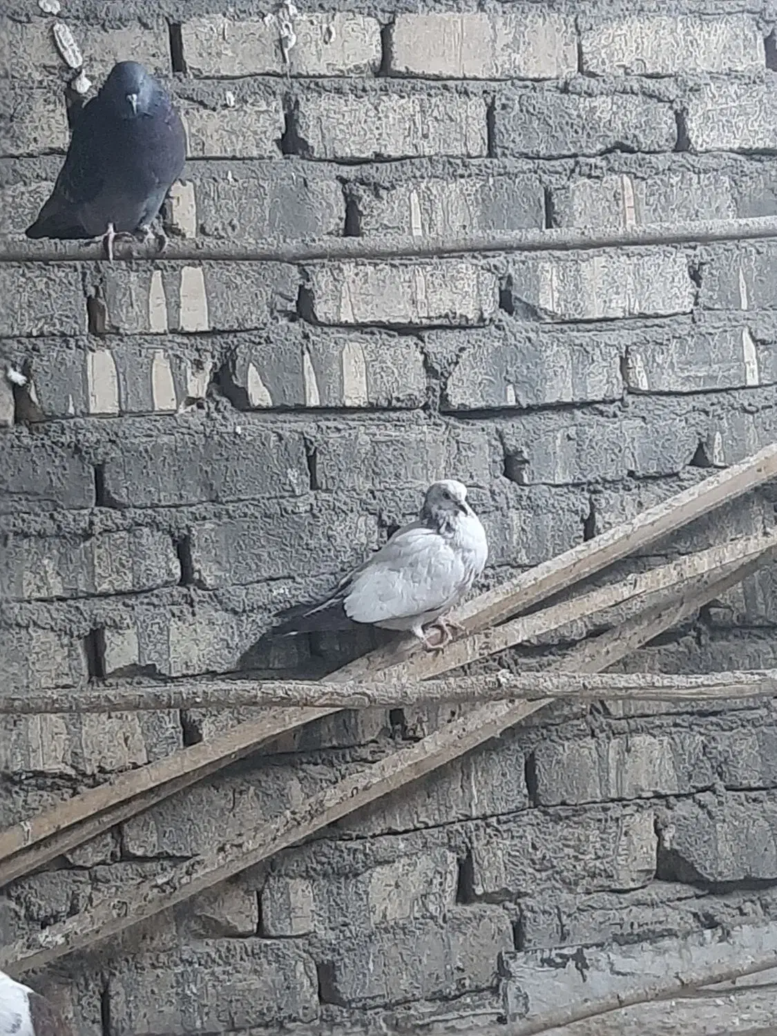 کفتر پرشی|پرنده|قم, پامنار|دیوار