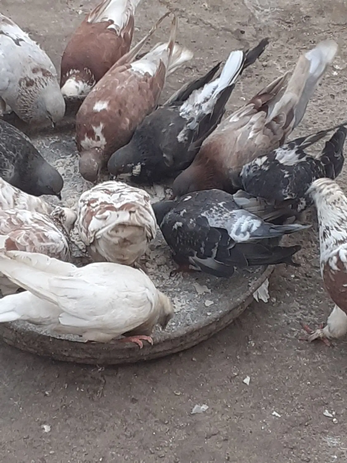 کبوتر|پرنده|خمیر, |دیوار