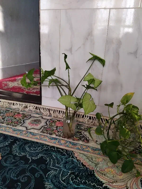 گل طبیعی|گل و گیاه طبیعی|نیشابور, مازول|دیوار