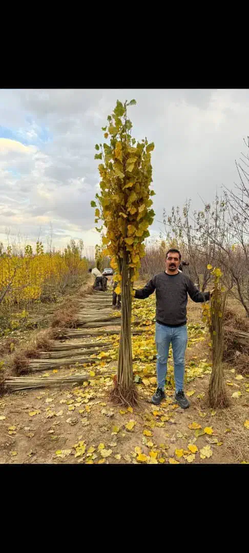 فروش ویژه نهال صنوبر رشد سریع مقاوم و مناسب|خدمات باغبانی و درختکاری|رشت, منظریه|دیوار