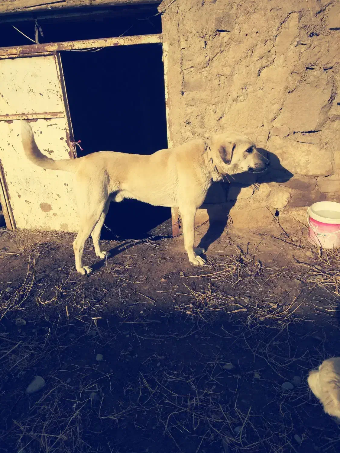 سگ پژدر|سگ|گلبهار, نوبهار|دیوار