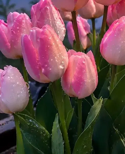 ننو|اسباب و اثاث بچه|سنگر, |دیوار