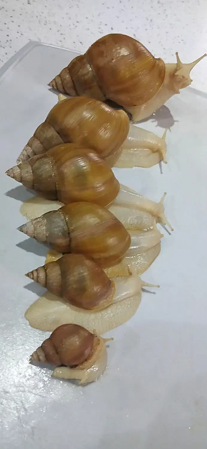 حلزون|خزنده|تهران, نازی‌آباد|دیوار