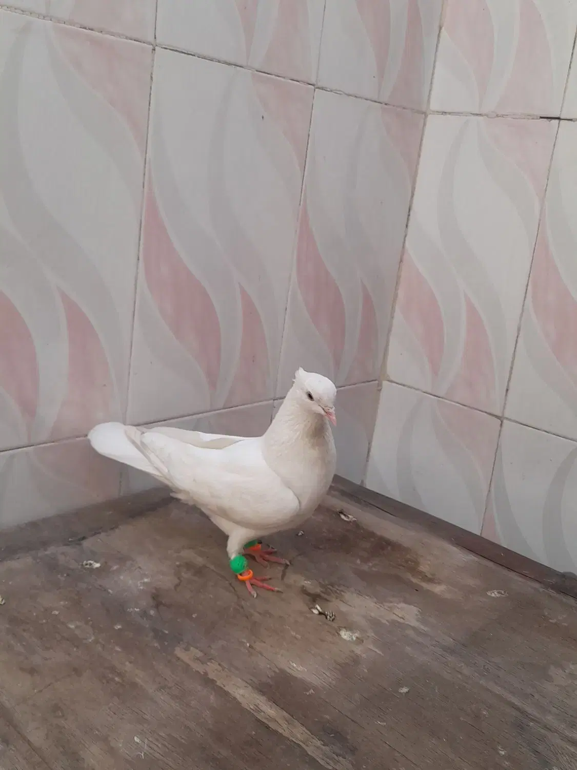 کفتر|پرنده|کارون, |دیوار