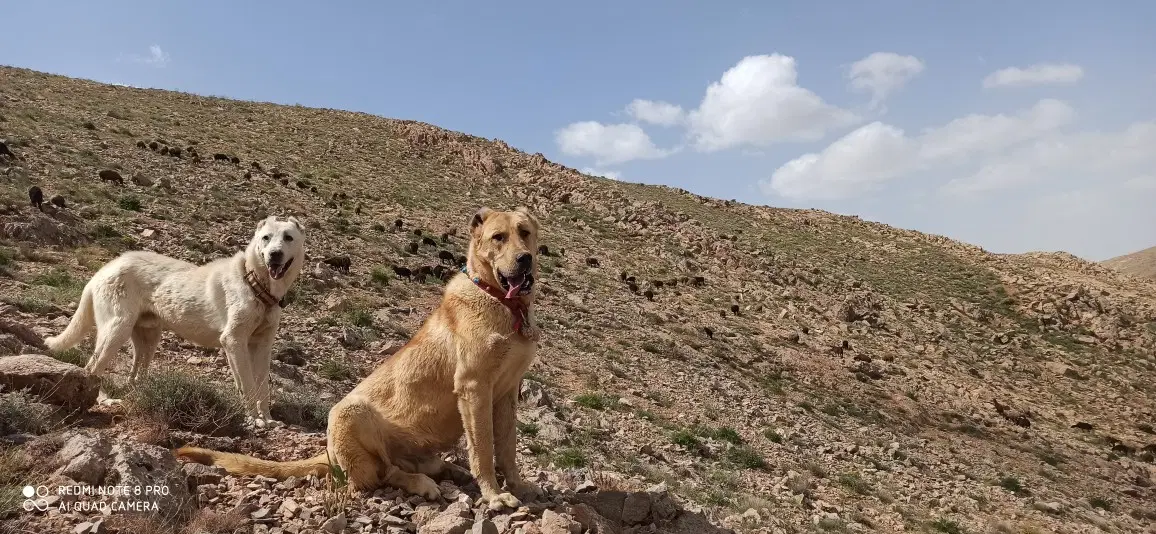 سگ سرابی|سگ|گل تپه, |دیوار
