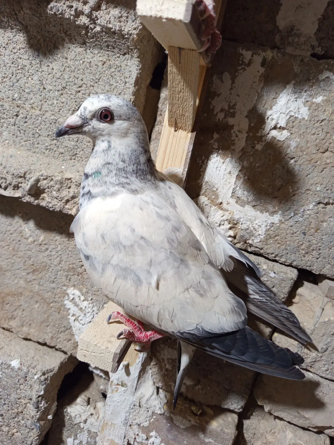 کبوتر|پرنده|زابل, |دیوار