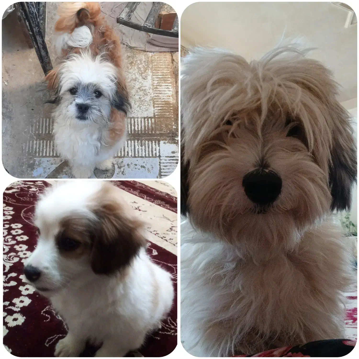 حیوانات|سگ|اسفراین, |دیوار