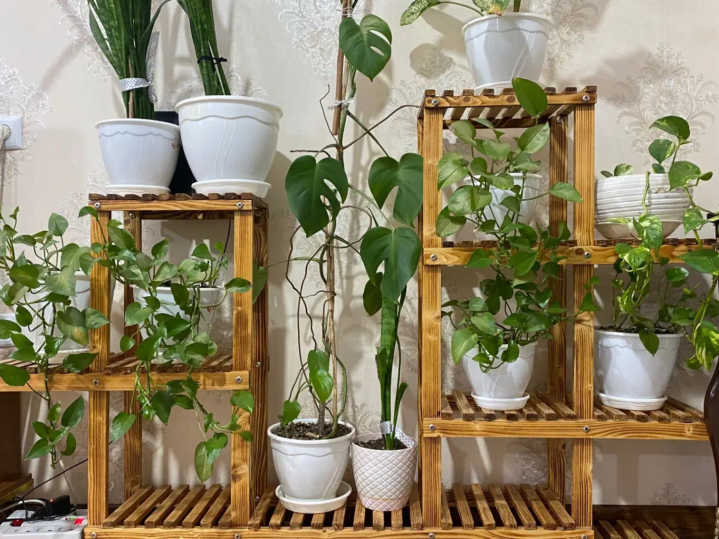 استند گل|گل و گیاه طبیعی|املش, |دیوار