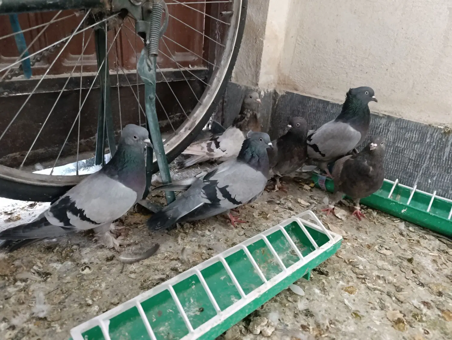 کبوتر|پرنده|بروجن, |دیوار