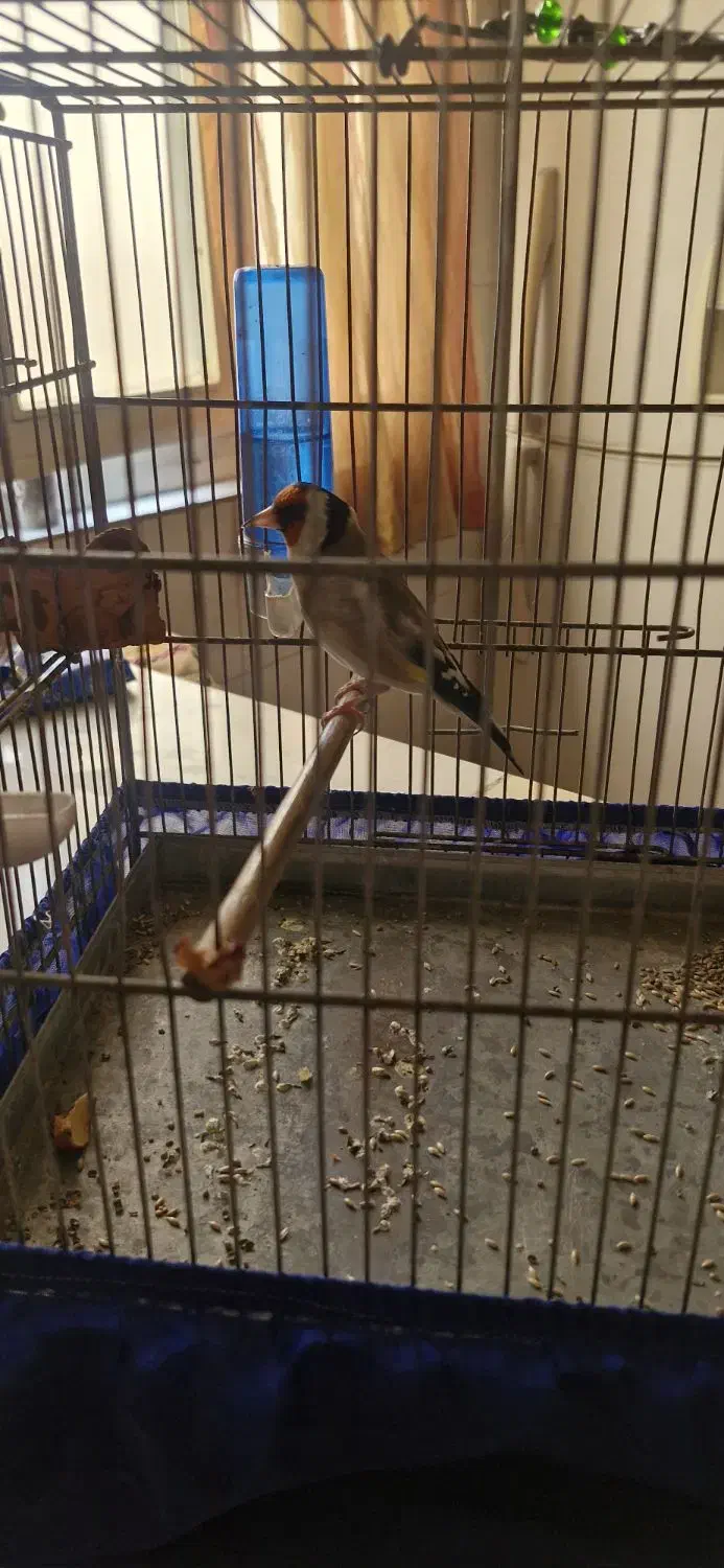 سره|پرنده|تهران, شهرک بعثت|دیوار