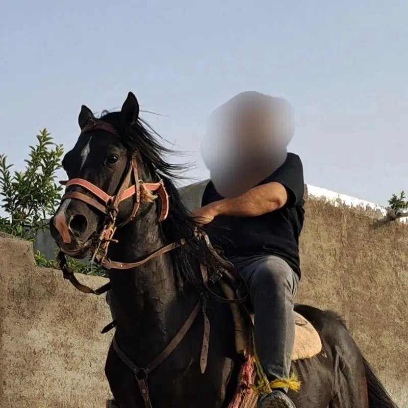 اسب|اسب و تجهیزات اسبسواری|قوچان, |دیوار