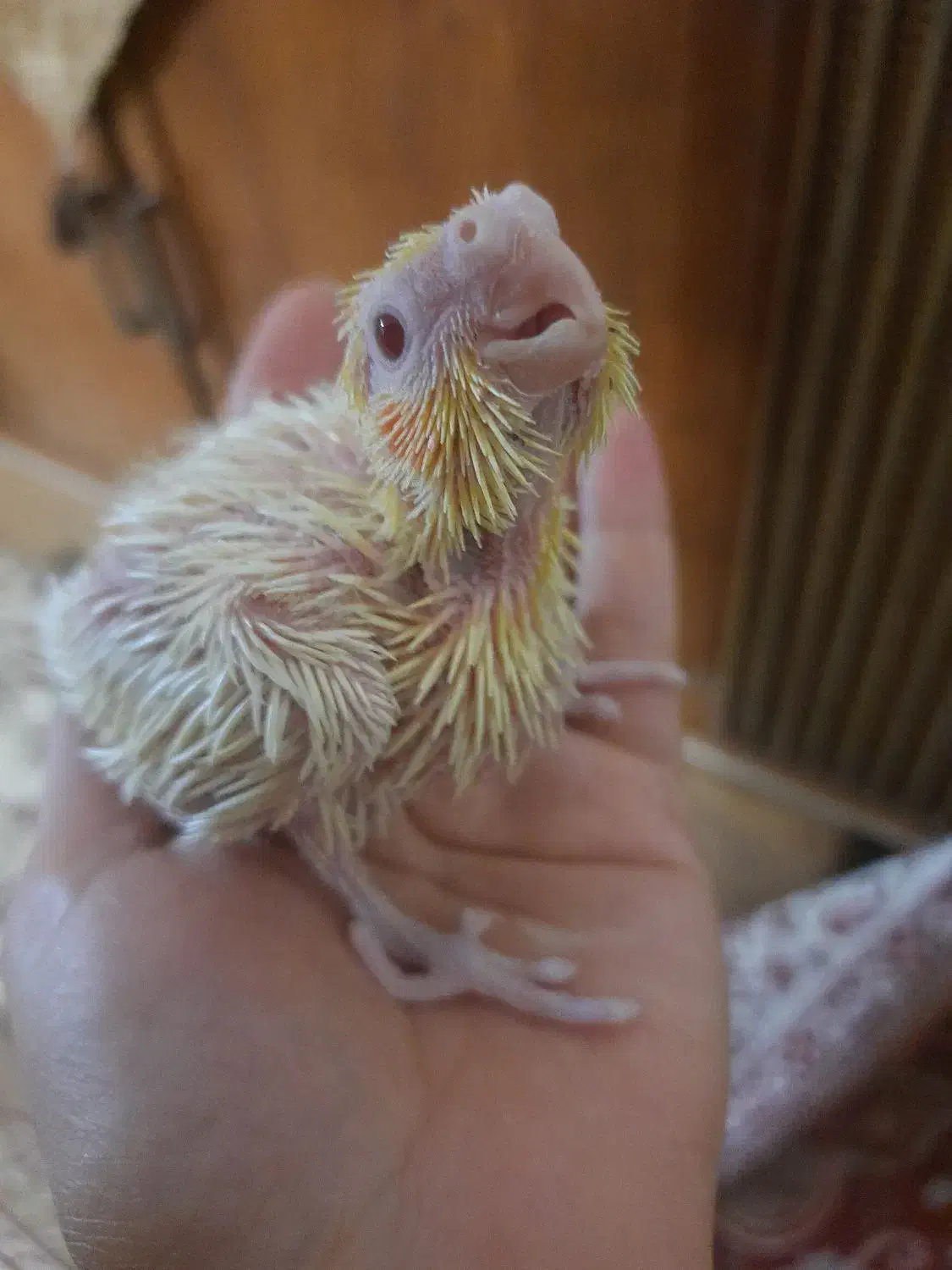 هلندی سرلاکی|پرنده|نجف‌آباد, شهدای غربی|دیوار