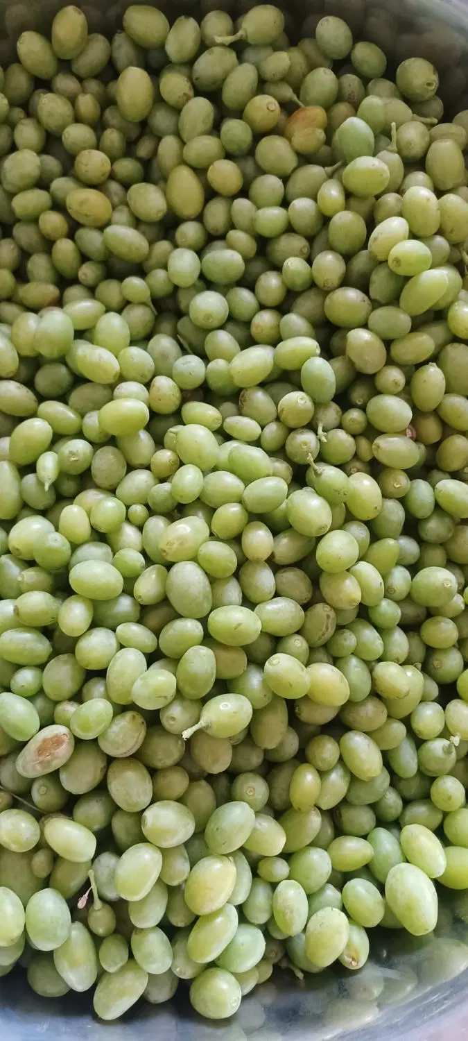 غوره|خوردنی و آشامیدنی|سقز, |دیوار