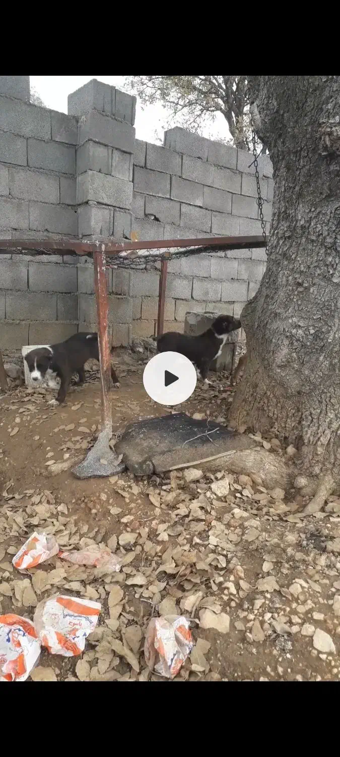 پیتبول|سگ|یاسوج, |دیوار