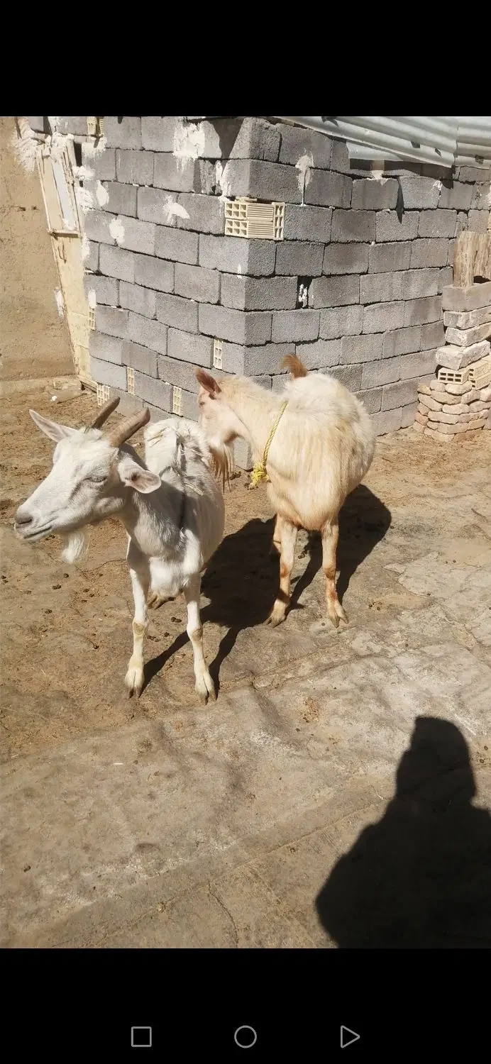 نربز|حیوانات مزرعه|دهگلان, |دیوار