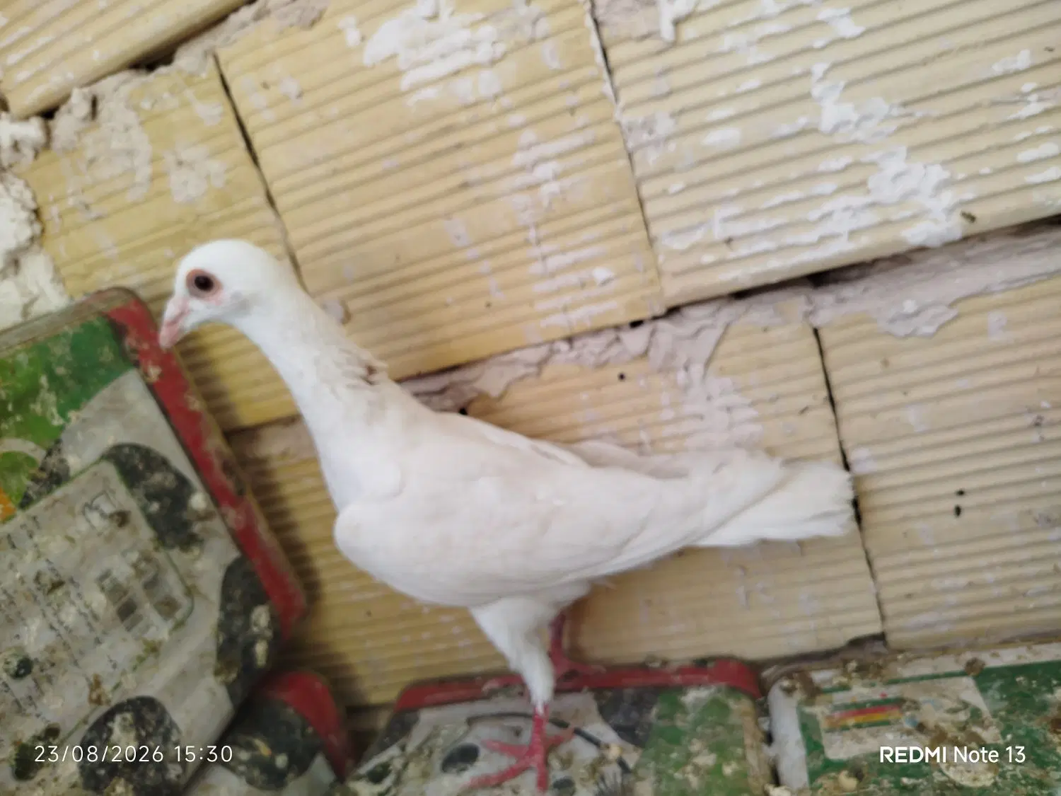 سار|پرنده|مشهد, رده|دیوار