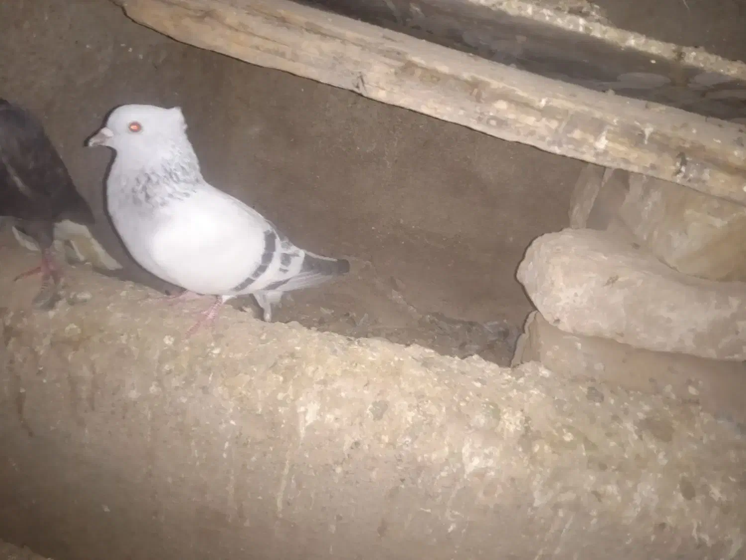 دم سفید|پرنده|فاروج, |دیوار