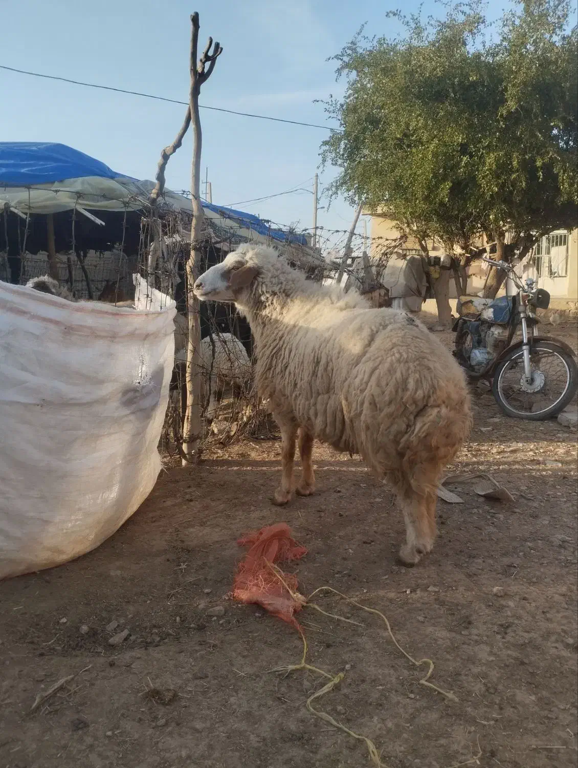 قوچ|حراج|مهران (ایلام), |دیوار