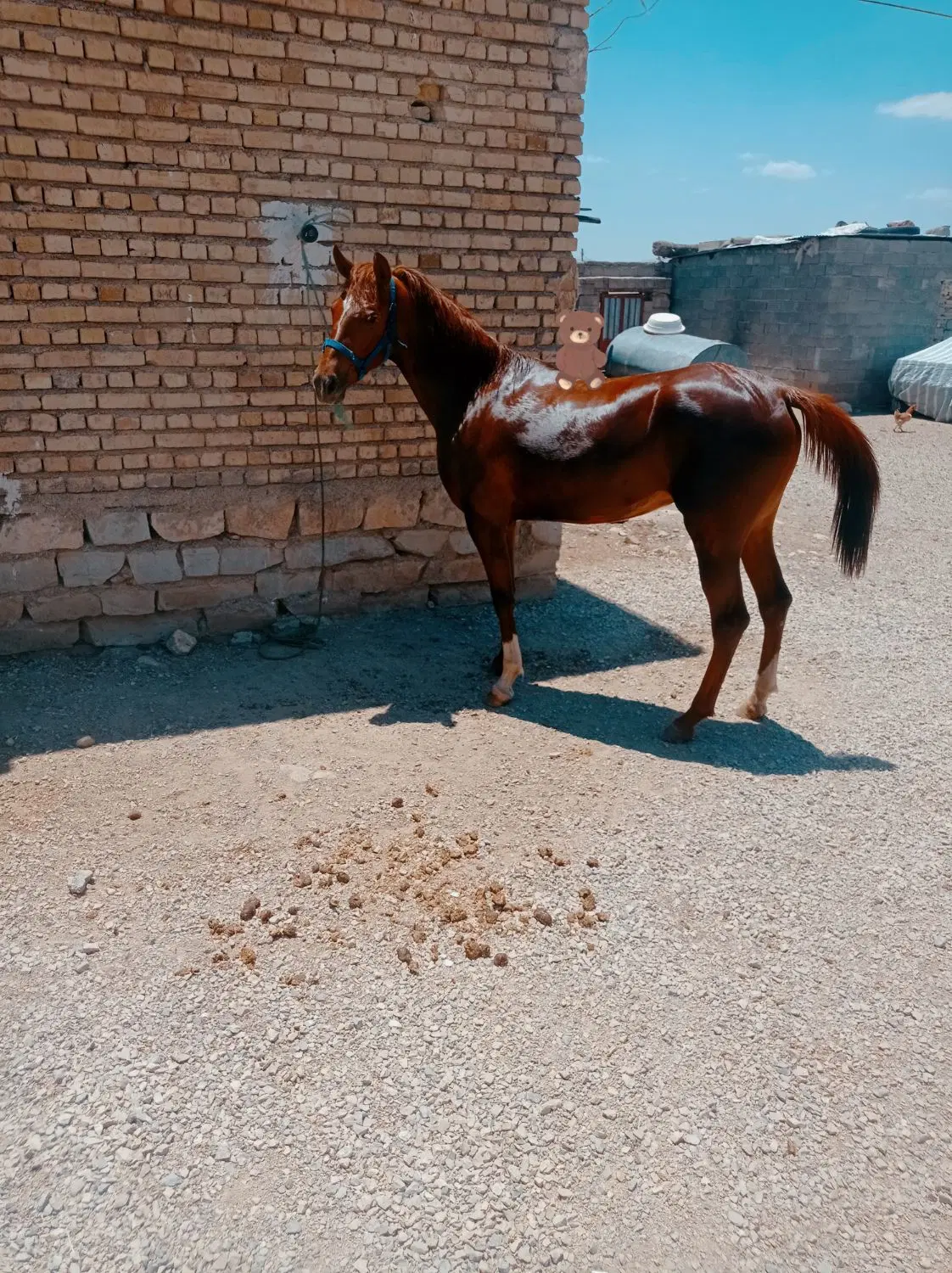 مادیان|اسب و تجهیزات اسبسواری|کرمانشاه, |دیوار