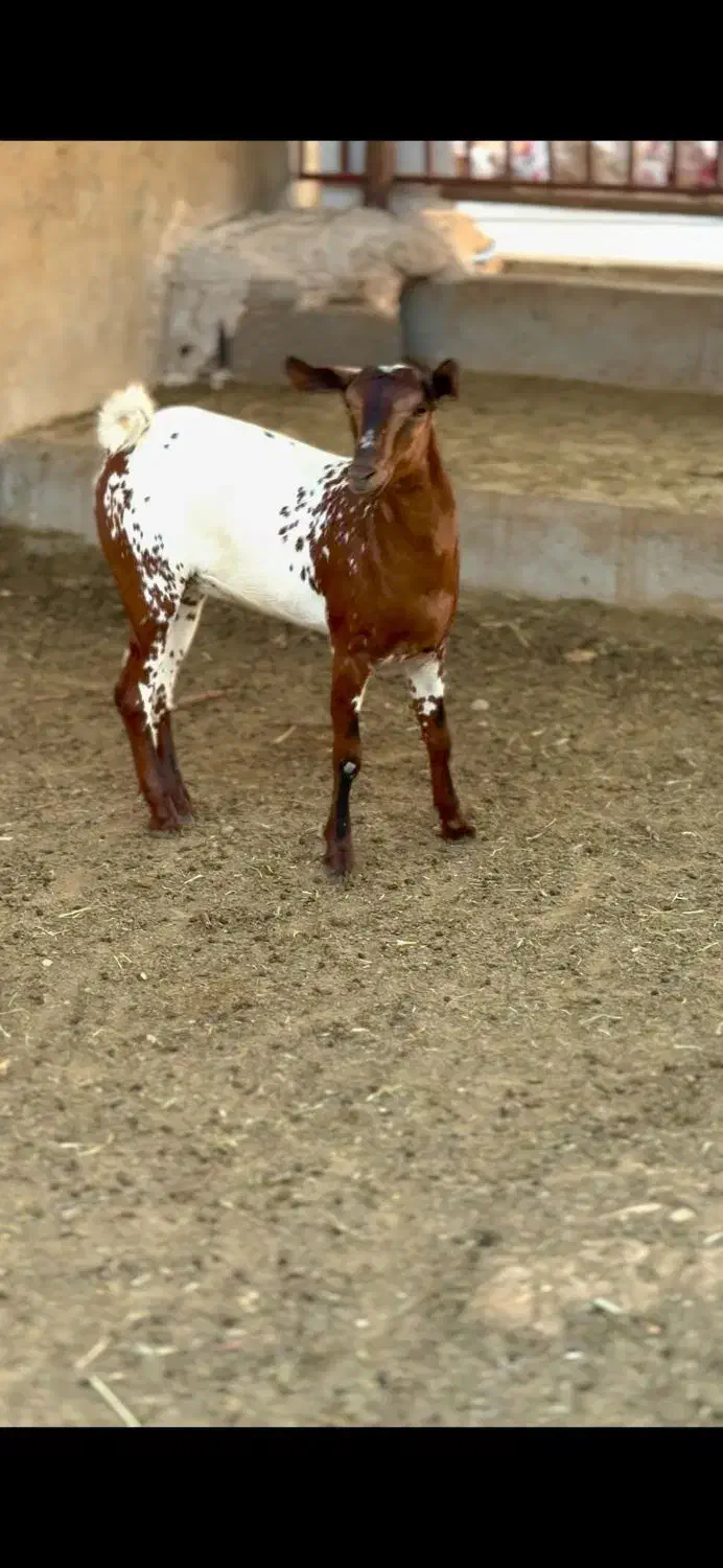 جنس قشنگ|حیوانات مزرعه|دلیجان, |دیوار