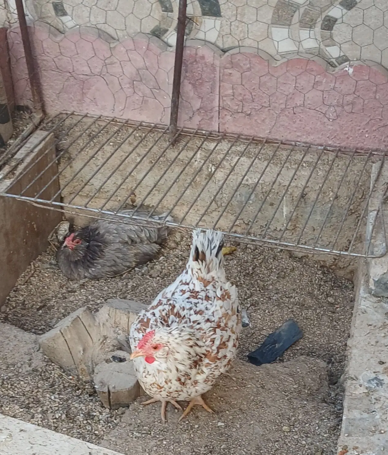 مرغ و خروس|حیوانات مزرعه|شیراز, دست خضر|دیوار