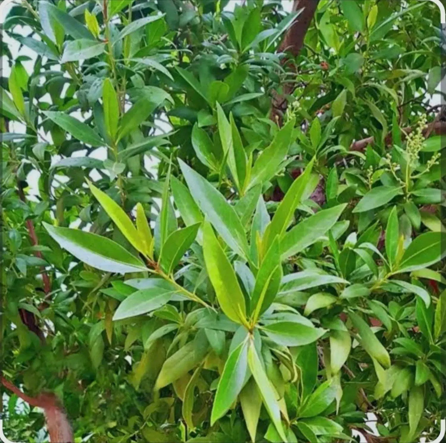 نهال|گل و گیاه طبیعی|مسجد سلیمان, |دیوار