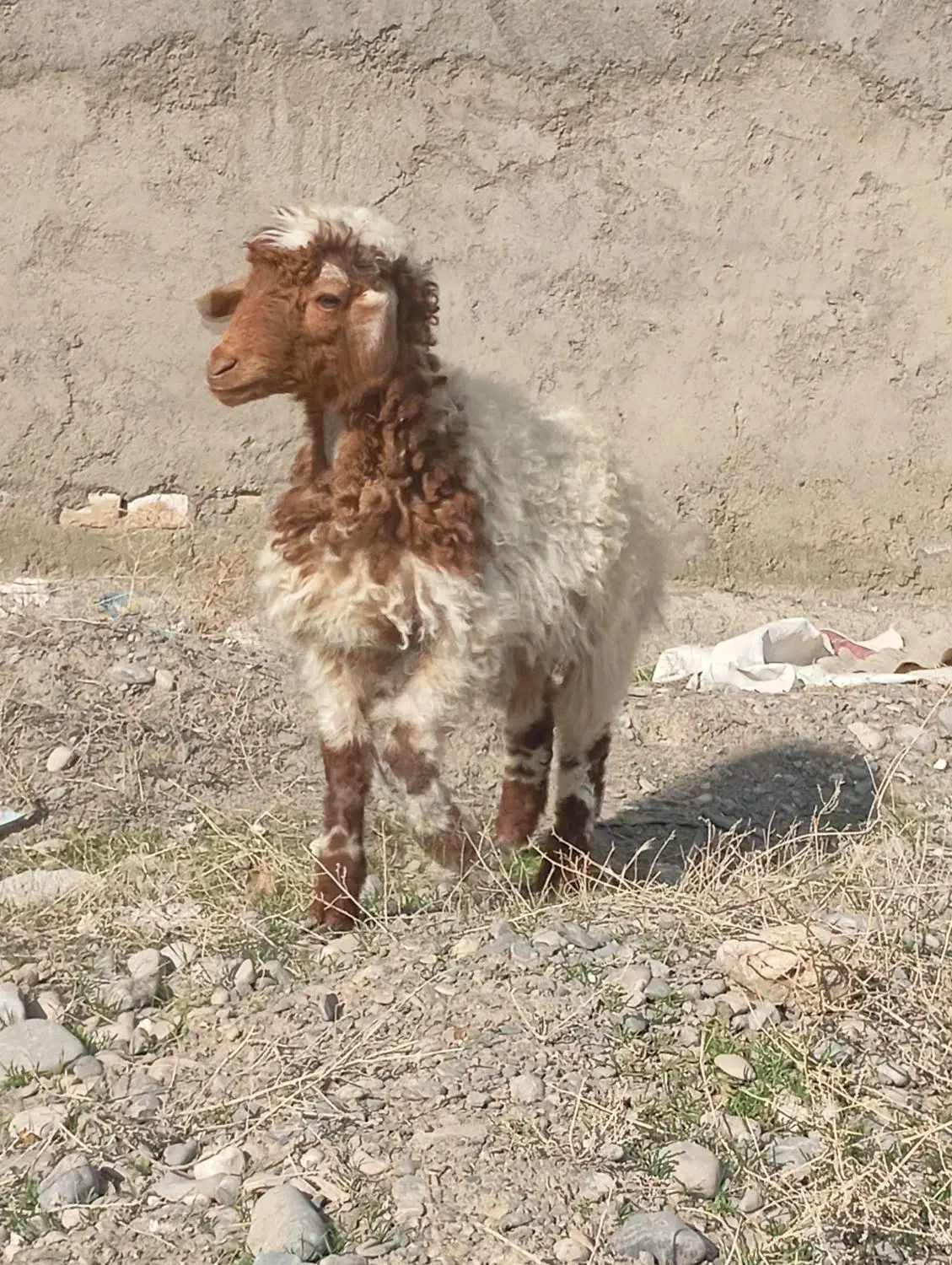 بره نر|حیوانات مزرعه|مشهد, کلاته برفی|دیوار