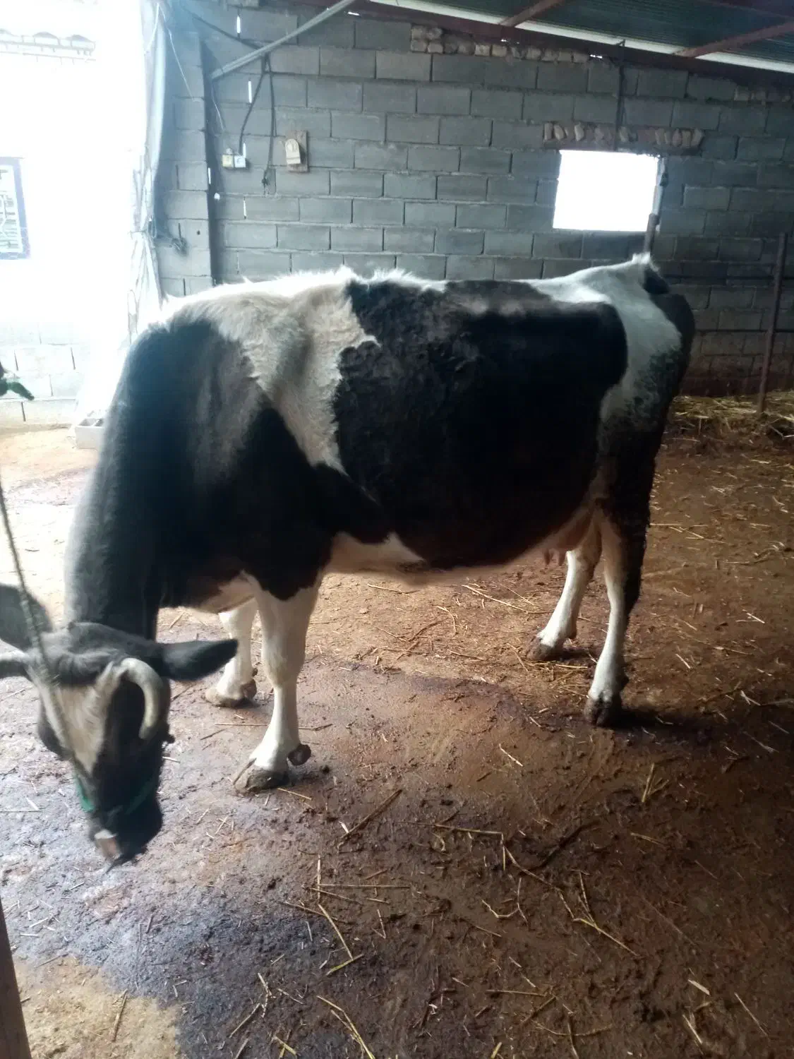 گاو|حیوانات مزرعه|خان ببین, |دیوار