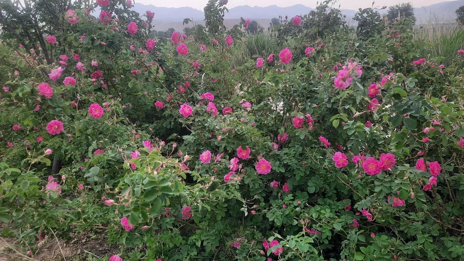 گل محمدی|گل و گیاه طبیعی|گرمخان, |دیوار