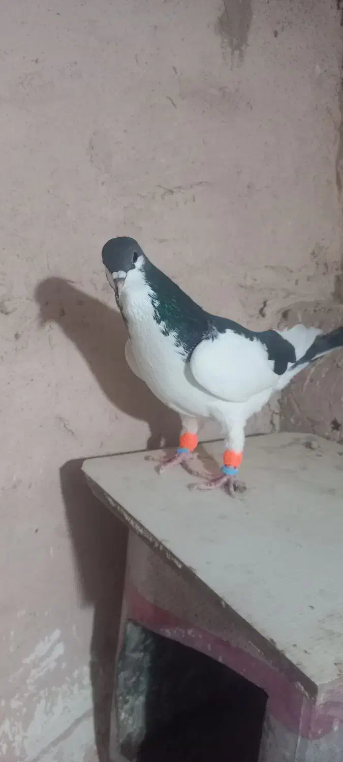 کفتر|پرنده|اسفراین, |دیوار