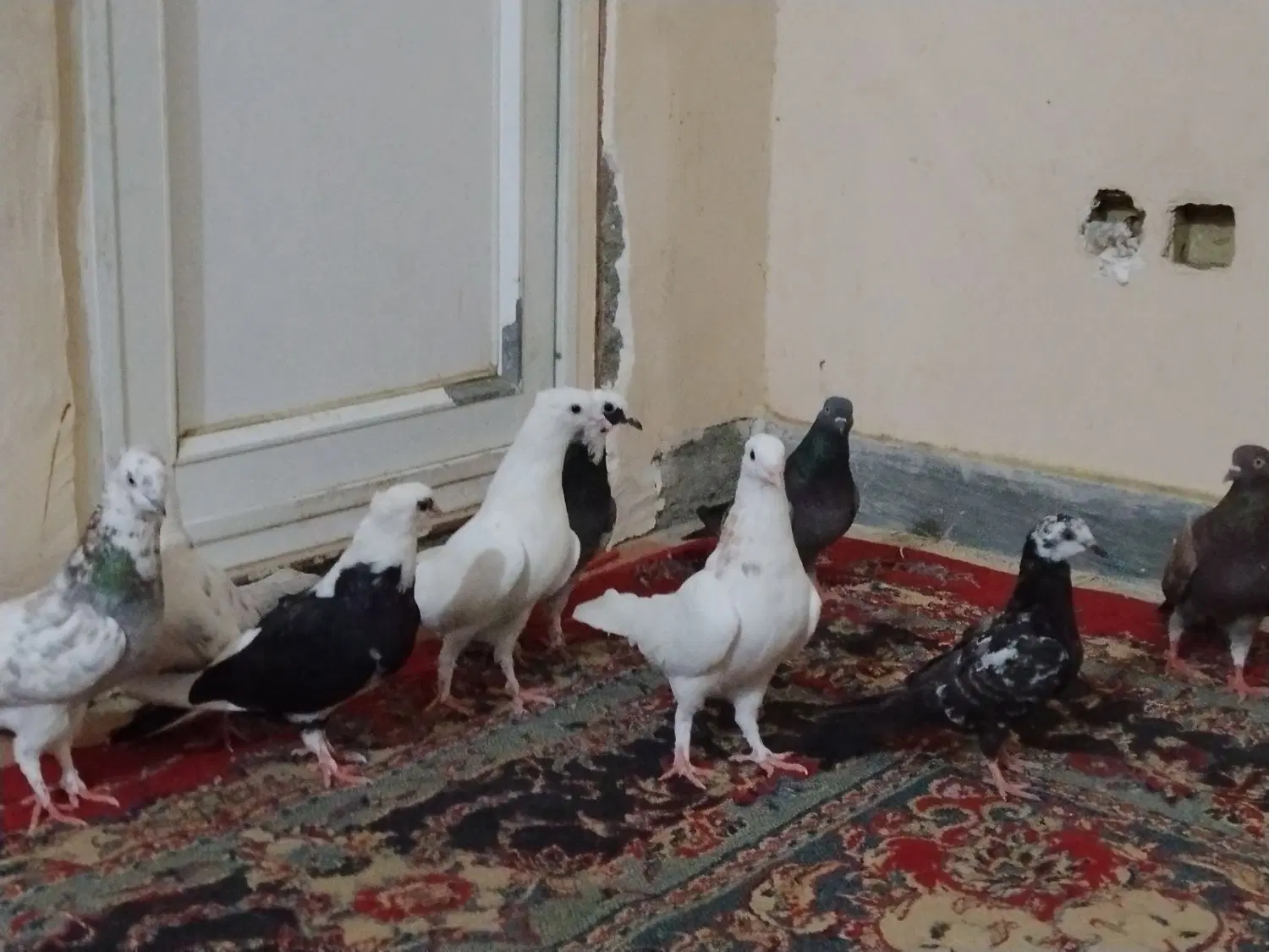 ک ب ت|پرنده|منوجان, |دیوار