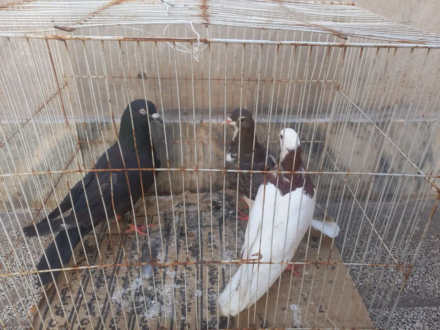 ۲۰۰|پرنده|مشهد, کوی راد|دیوار