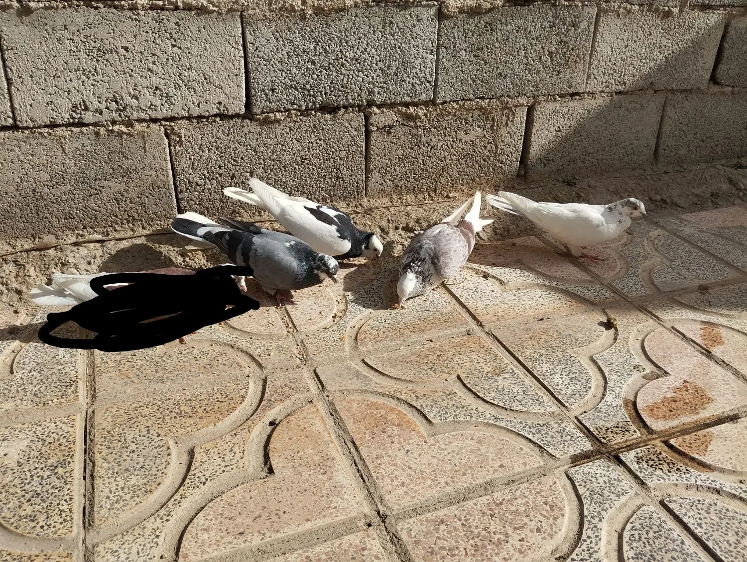 ...|پرنده|نهاوند, |دیوار