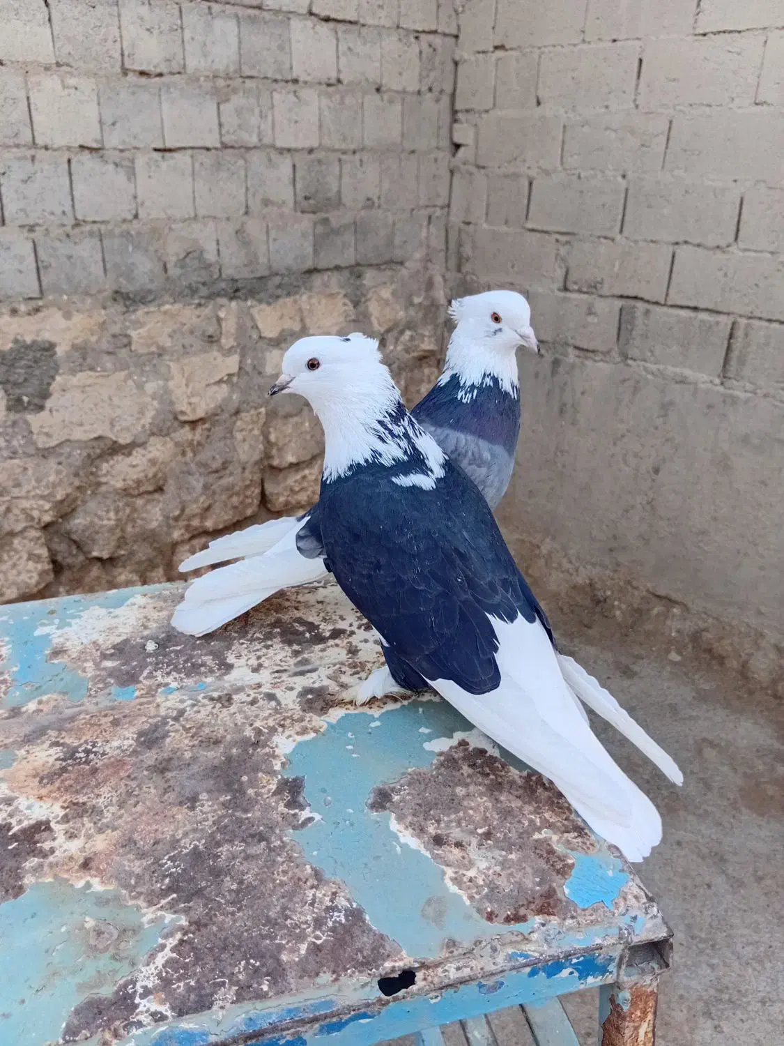 کبوتر|پرنده|محمدیار, |دیوار