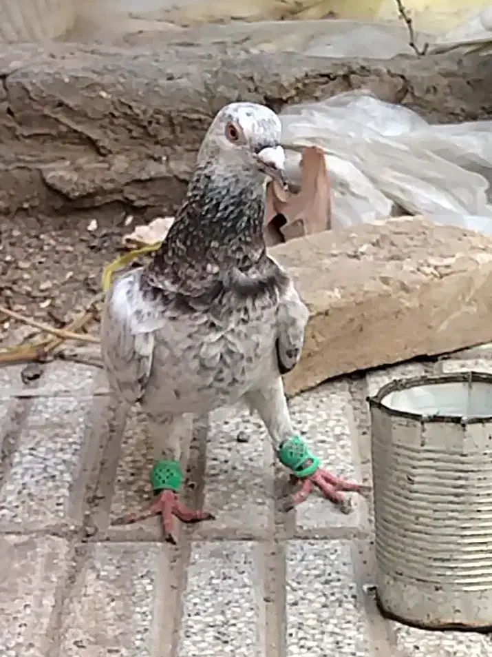 کفتر گمشده|حیوانات|سبزوار, جوادیه غربی|دیوار